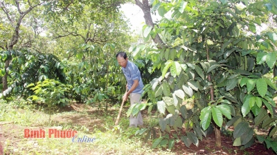 Ứng dụng phần mềm thống kê sinh vật gây hại trên cây điều